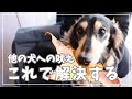 他の犬への吠え