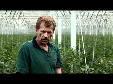 Video: Heerlijke Tomaten: Variëteiten, Hybriden, Subtiliteiten Van Landbouwtechnologie