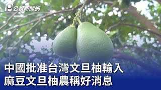 中國批准台灣文旦柚輸入 麻豆文旦柚農稱好消息｜20240429 公視晚間新聞