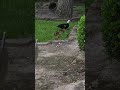 (Intermission #2) The Duck family is leaving the property #migos #dogplaying #viralshort