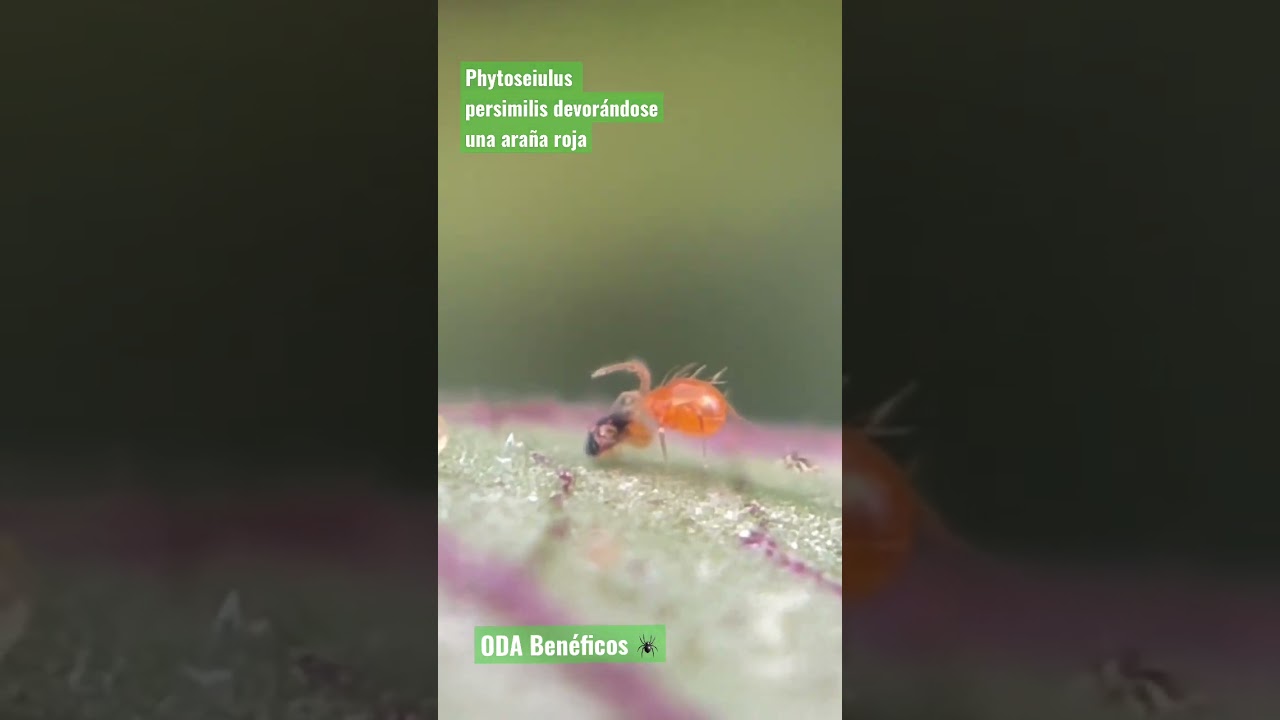 Phytoseiulus persimilis es un &aacute;caro depredador de Ara&ntilde;a roja / ODA Beneficos , San Quintin, B.C