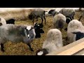 Скотоводство в Узбекистане романовские  овцы