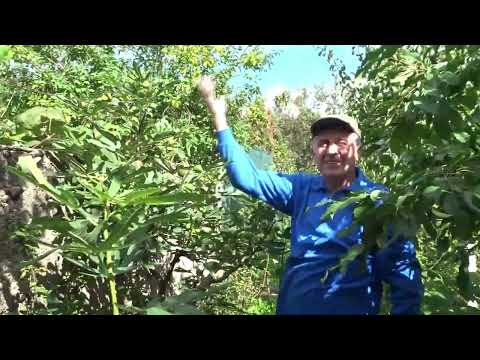 Video: Smochini mici pe copac - De ce un smochin produce smochine mici