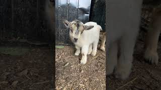 Why’s she so cute!!!! #comedy #farmlifefun #babyanimal #goat