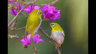 Indian white-eye call 
