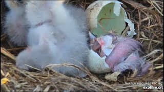 Decorah Eagles ~ D36 Hatches!! Welcome To The World!! 💕💞💕 4.8.20