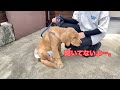 ウキウキで出掛けた先が病院だった時の絶望感がハンパないゴルパピだいふく【ゴールデンレトリバーとミニチュアダックスフンド】