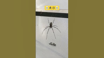 SPIDER DOME! Butterflies enter at your own risk.