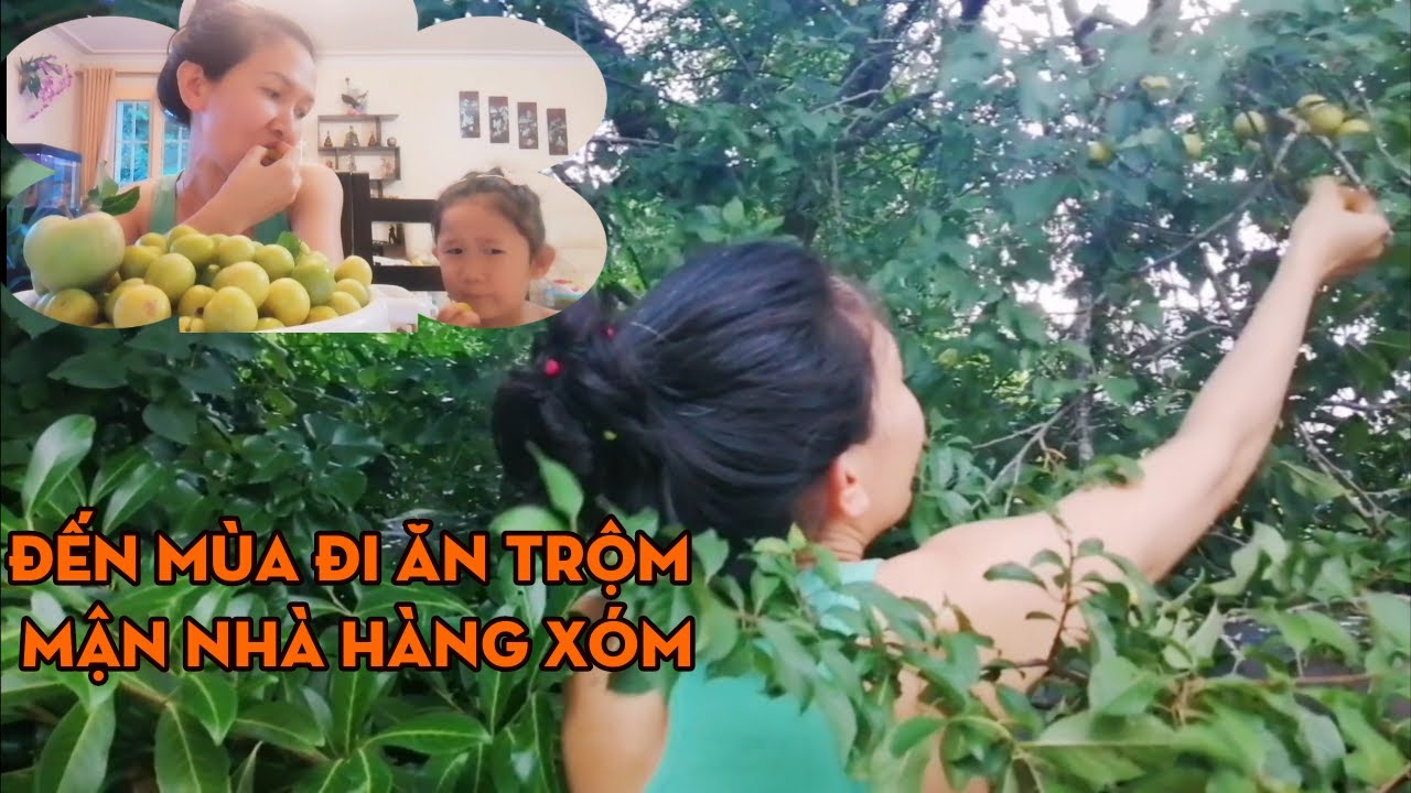 mận hà nội bán ở đâu tphcm New 2022 Hái trộm mận Hà Nội của nhà hàng xóm ở Pháp | Cuộc sống Pháp #23