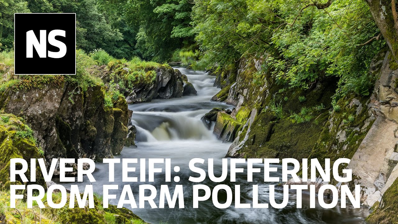 Agricultural waste is destroying the river Teifi