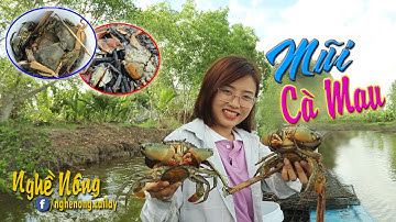 Mũi Cà Mau vùng đất với nhiều hải sản ngon