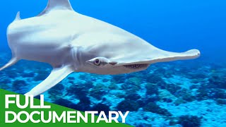 Adventure Ocean Quest: Shark Paradise of Polynesia | Episode 1|  Free Documentary Nature