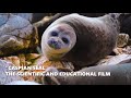 “Caspian Seal” the scientific and educational film | NCOC