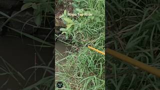 Download Lagu Fishing‼️Simple Fastest‼️#fyp #shorts MP3