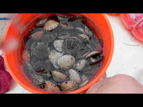 Spitting Scallops