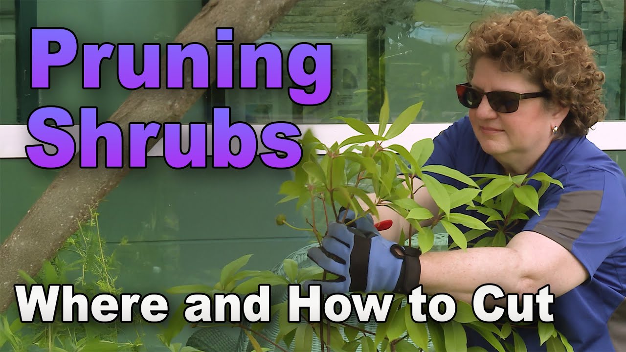 How to Prune Shrubs So It Looks Like You Were Never There - YouTube