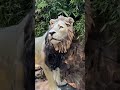 Yt zoo delhi zoo shorts  tigdi vlogs