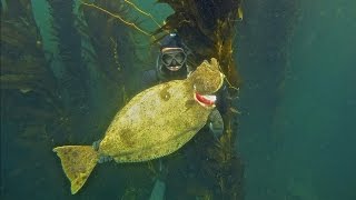 Spearfishing California- 22Lb halibut, NorCal to SoCal