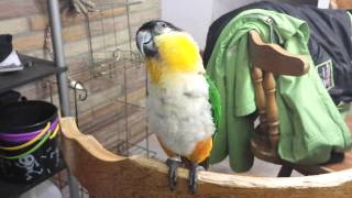 Caique talking