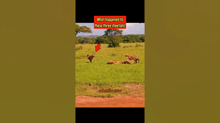 hyena vs cheetah: unexpected..