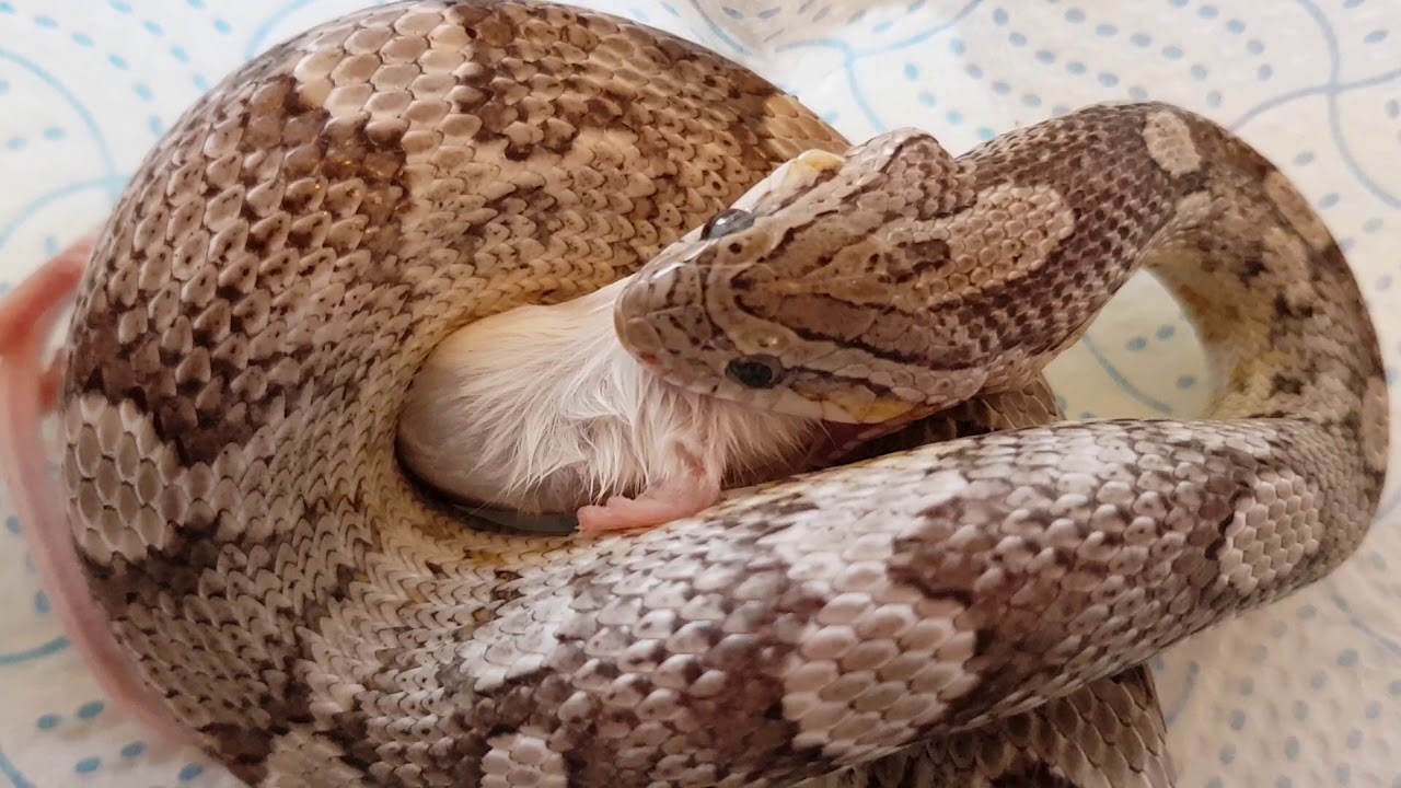camera iphone 8 plus apk Feeding medium mouse to my 22 month old corn snake Anery (close up)