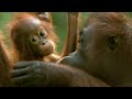 Baby Orangutan and Baby Elephant Vital to Plant&#39;s Survival | How Nature Works | BBC Earth