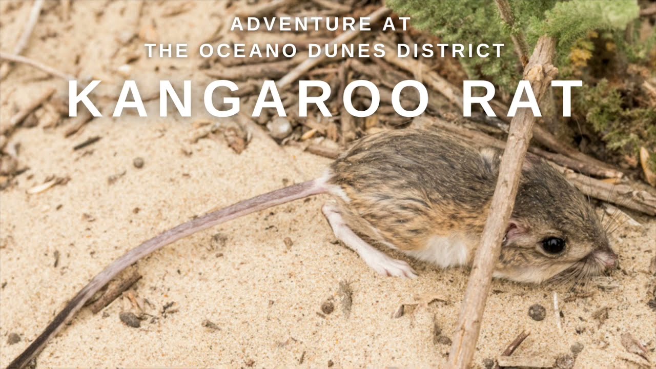 How Do Kangaroo Rats Camouflage?