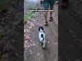 Такая мелкая но прошла 14 км по горам #shortvideo #shorts ##shortsvideo #dog