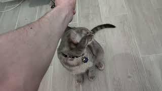 Bonking My Cat Until She's Satisfied