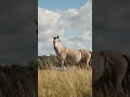 Why do all animals jump to about the same height?