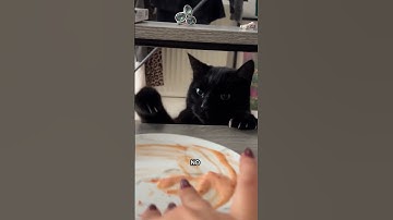 Cat And Owner Fight Over Plate