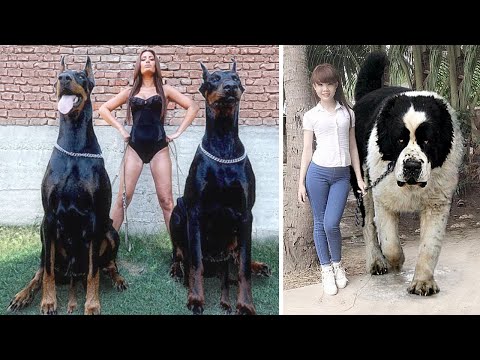 Video: 6 Super Powers Hunde haben diese Menschen nicht