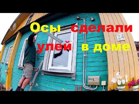 Осы сделали улей в доме || Пришлось применить химическое оружие