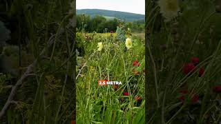 Głowaczek Olbrzymi Rośnie Jak Gigant Naturalna Perła Rabaty L