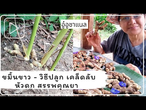ขมิ้นขาว White Turmeric - วิธีปลูกขมิ้นขาว เคล็ดลับปลูกขมิ้นขาวให้หัวดก สรรพคุณยา สมุนไพร ติดบ้าน
