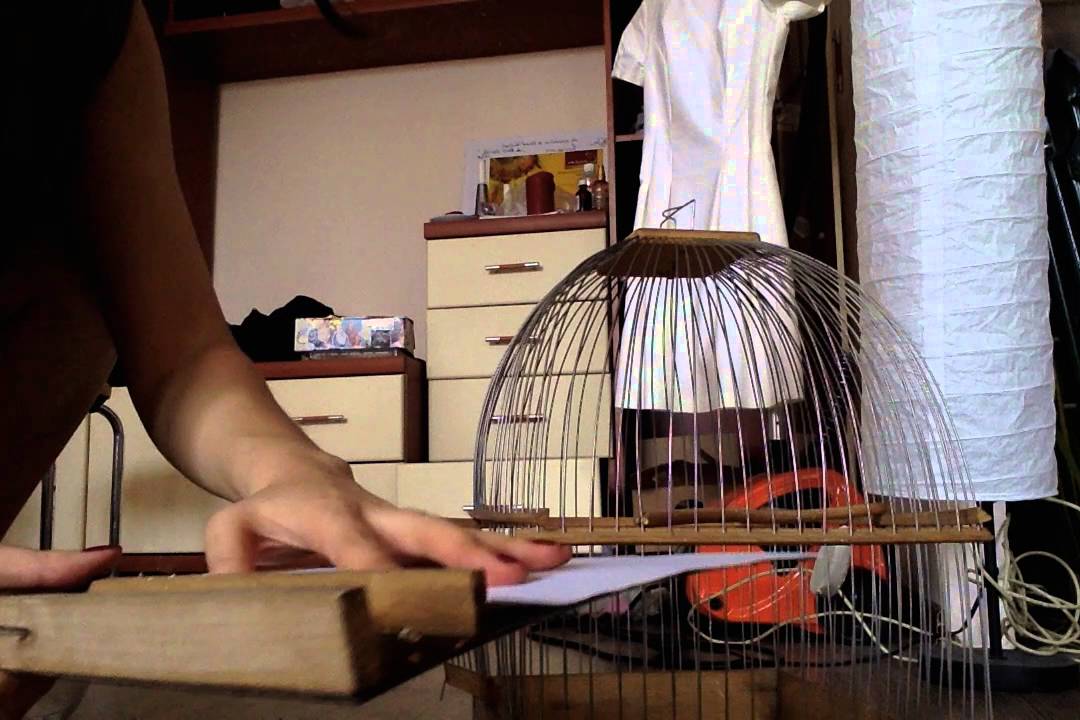 Birdcage. Клетка для щегла. Содержание птиц. YouTube