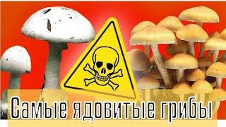 Топ 10 самых ядовитых грибов в мире