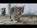Little Cute orphan Kitten is running after another mother cat because she is not a mother.😥