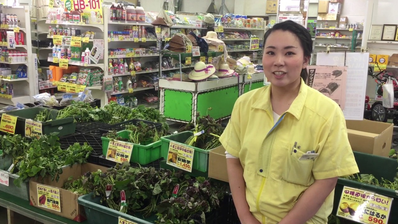 家庭菜園 タマネギの後 サツマイモ ５月 ６月 まだあるサツマイモ苗 農業屋 Youtube