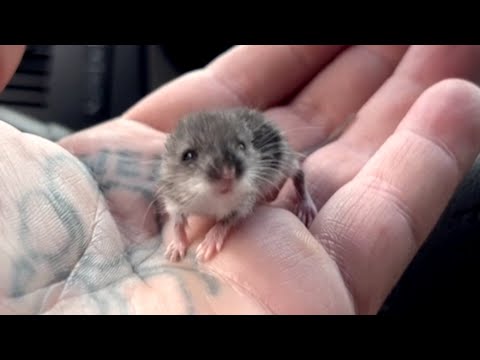 Man does sweetest thing for lonely street mouse