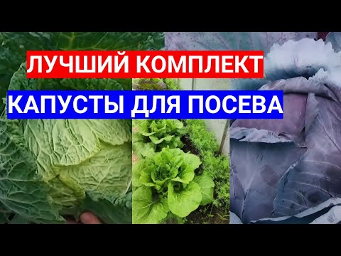 ЛУЧШИЕ СЕМЕНА КАПУСТЫ НА РАССАДУ - СЕЙТЕ, НЕ ПРОГАДАЕТЕ!