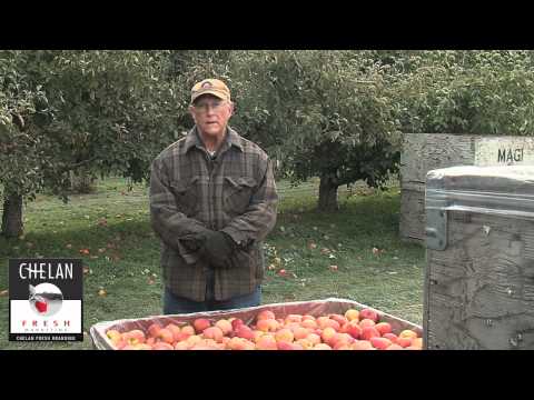 ቪዲዮ: Cameo Apple Tree Care - Cameo Apples በቤት ውስጥ እንዴት እንደሚያሳድጉ ይወቁ