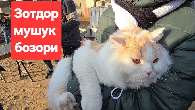 Indoneziya va ularning jinsiy aloqalari