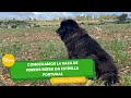 Conozcamos la raza de perros  Serra da Estrella - Portugal - TvAgro por Juan Gonzalo Angel Restrepo