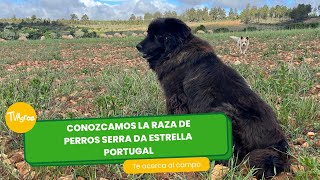 Conozcamos la raza de perros  Serra da Estrella - Portugal - TvAgro por Juan Gonzalo Angel Restrepo