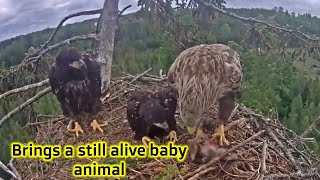Download Lagu p#307 | Review parent bird and babies bird in their nest | Review Bird in Nest Cam #birdsnest MP3 Download Lagu p#307 | Review parent bird and babies bird in their nest | Review Bird in Nest Cam #birdsnest MP3