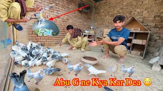 Abu g Ne Sab Pigions Ke Par Kaat Deay  || Amish Sidhu Vlog