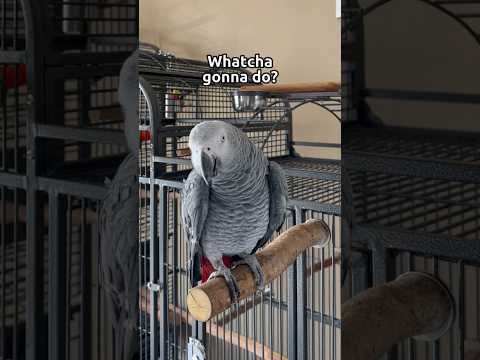 Video: Care sunt cele mai proaste păsări?
