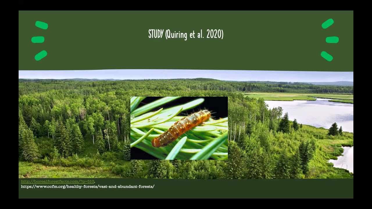 White Spruce and Spruce Budworm Interaction