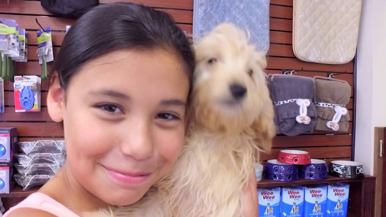 Puppy Love | Long Island's Favorite Puppy Boutique - YouTube
